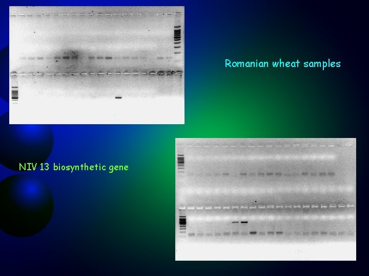 Romanian wheat samples NIV 13 biosynthetic gene 