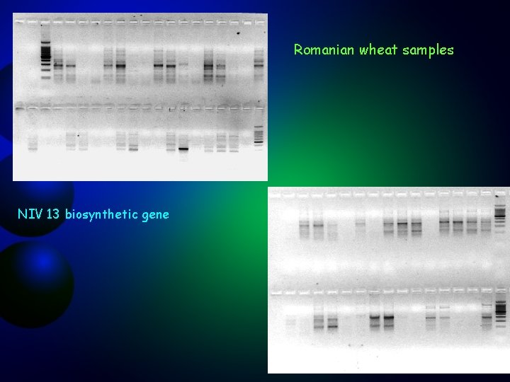 Romanian wheat samples NIV 13 biosynthetic gene 