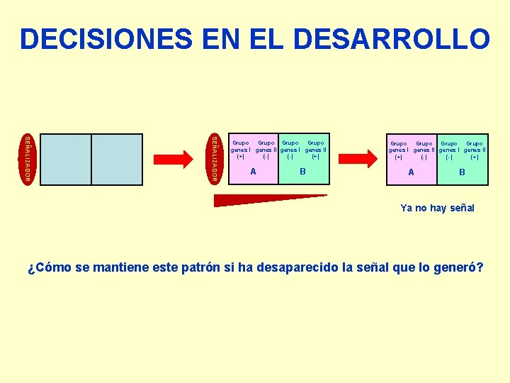 DECISIONES EN EL DESARROLLO SEÑALIZADOR Grupo Grupo genes I genes II (+) (-) (-)