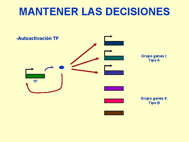 MANTENER LAS DECISIONES -Autoactivación TF Grupo genes I: Tipo A TF Grupo genes II: