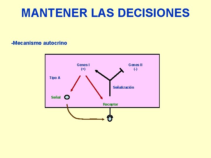 MANTENER LAS DECISIONES -Mecanismo autocrino Genes I (+) Genes II (-) Tipo A Señalización