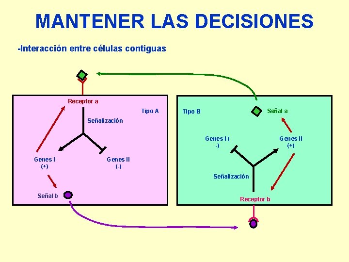 MANTENER LAS DECISIONES -Interacción entre células contiguas Receptor a Tipo A Señal a Tipo