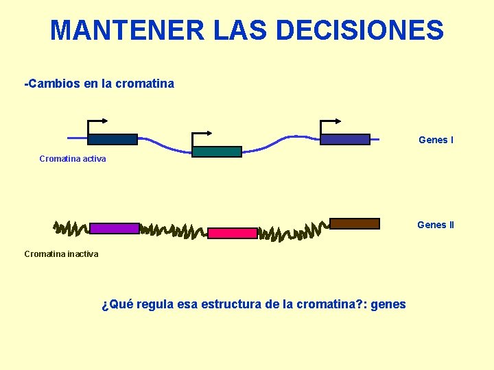 MANTENER LAS DECISIONES -Cambios en la cromatina Genes I Cromatina activa Genes II Cromatina