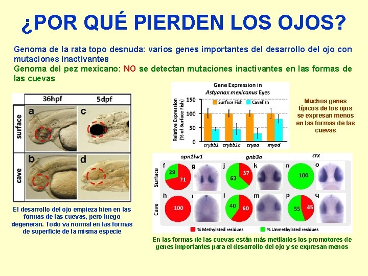 ¿POR QUÉ PIERDEN LOS OJOS? Genoma de la rata topo desnuda: varios genes importantes