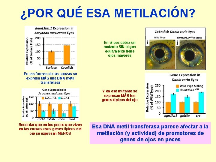 ¿POR QUÉ ESA METILACIÓN? En el pez cebra un mutante SIN el gen equivalente