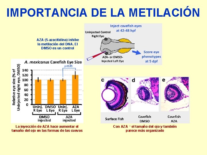 IMPORTANCIA DE LA METILACIÓN AZA (5 -azacitidina) inhibe la metilación del DNA. El DMSO