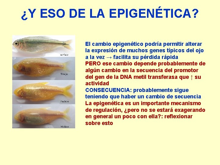 ¿Y ESO DE LA EPIGENÉTICA? El cambio epigenético podría permitir alterar la expresión de