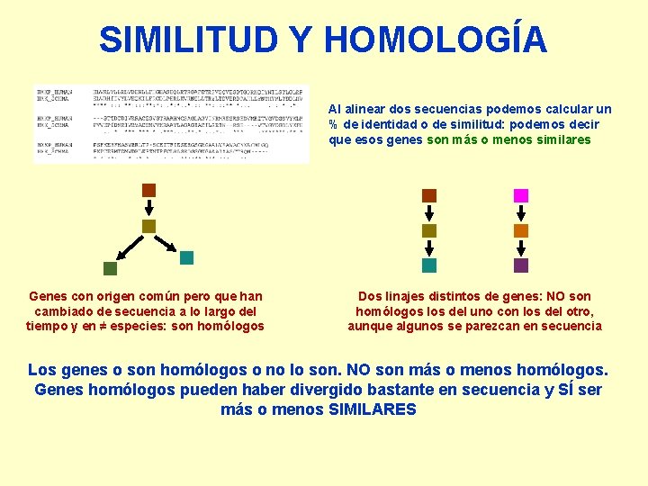 SIMILITUD Y HOMOLOGÍA Al alinear dos secuencias podemos calcular un % de identidad o