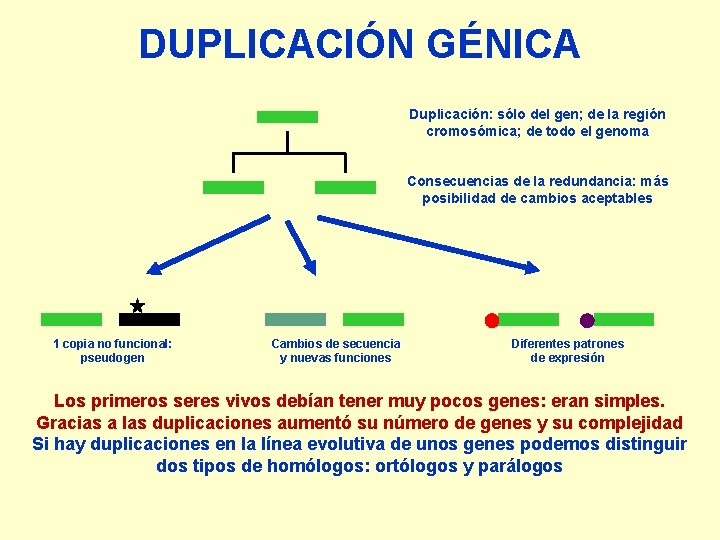 DUPLICACIÓN GÉNICA Duplicación: sólo del gen; de la región cromosómica; de todo el genoma