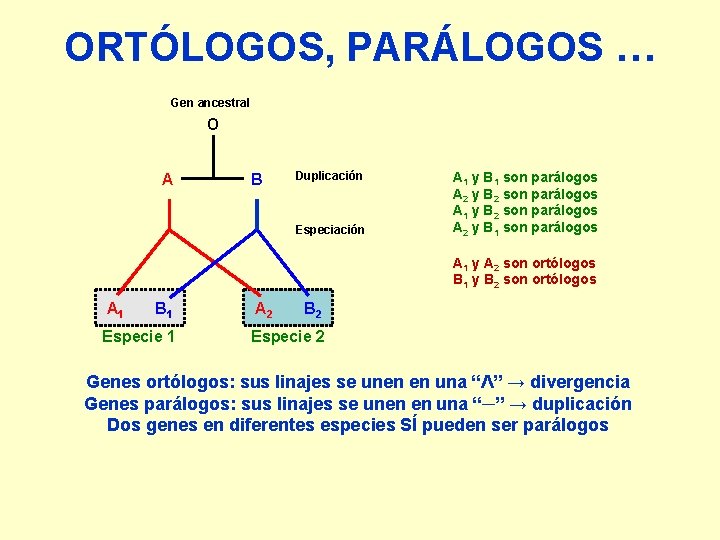 ORTÓLOGOS, PARÁLOGOS … Gen ancestral O A B Duplicación Especiación A 1 y B