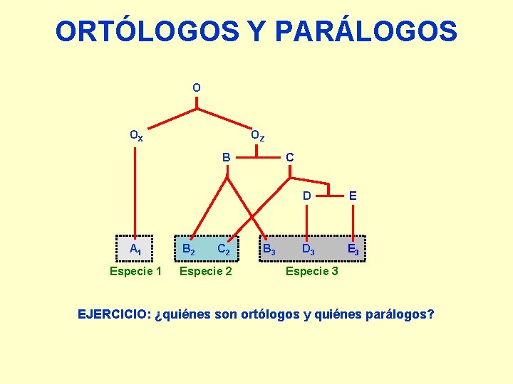 ORTÓLOGOS Y PARÁLOGOS O OX OZ B A 1 Especie 1 B 2 C