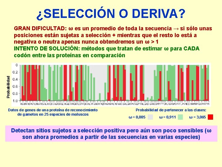 ¿SELECCIÓN O DERIVA? Probabilidad GRAN DIFICULTAD: ω es un promedio de toda la secuencia