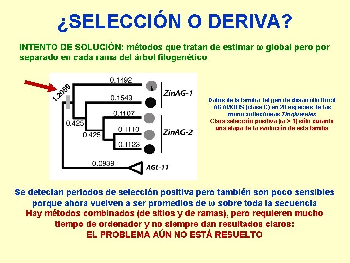 ¿SELECCIÓN O DERIVA? INTENTO DE SOLUCIÓN: métodos que tratan de estimar ω global pero