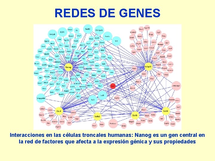 REDES DE GENES Interacciones en las células troncales humanas: Nanog es un gen central