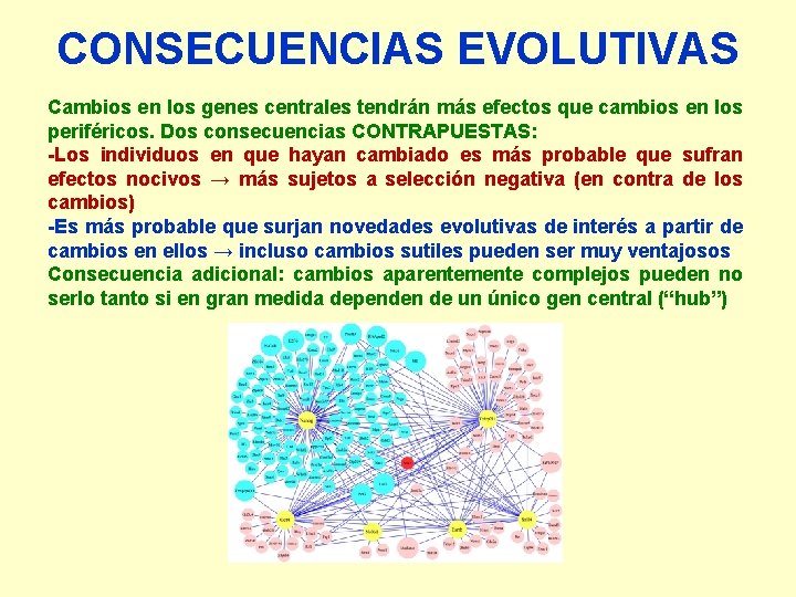 CONSECUENCIAS EVOLUTIVAS Cambios en los genes centrales tendrán más efectos que cambios en los