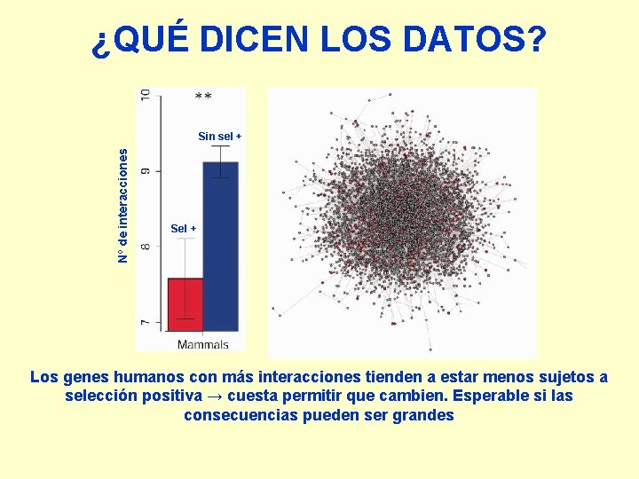 ¿QUÉ DICEN LOS DATOS? Nº de interacciones Sin sel + Sel + Los genes