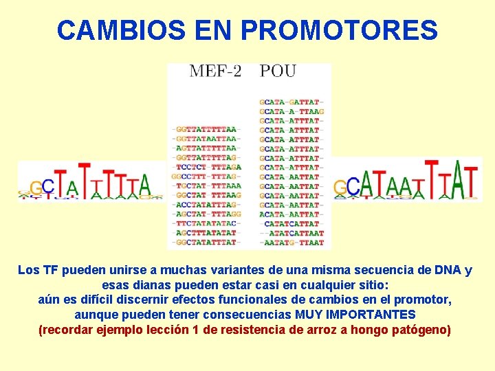 CAMBIOS EN PROMOTORES Los TF pueden unirse a muchas variantes de una misma secuencia