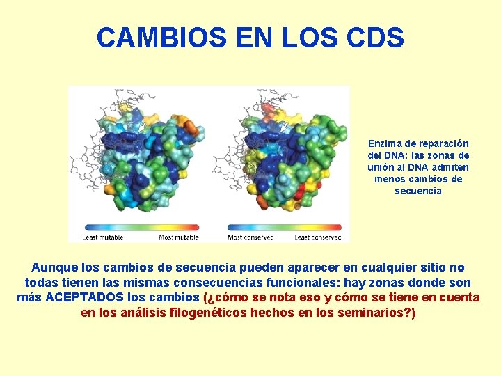 CAMBIOS EN LOS CDS Enzima de reparación del DNA: las zonas de unión al
