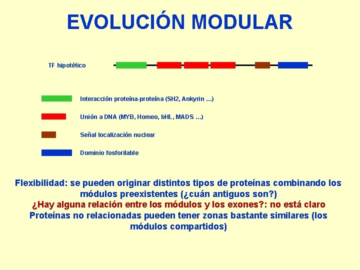 EVOLUCIÓN MODULAR TF hipotético Interacción proteína-proteína (SH 2, Ankyrin …) Unión a DNA (MYB,