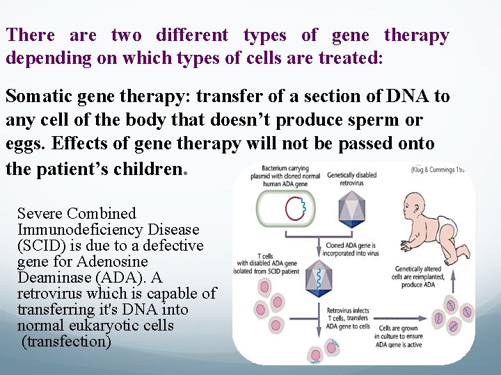 There are two different types of gene therapy depending on which types of cells