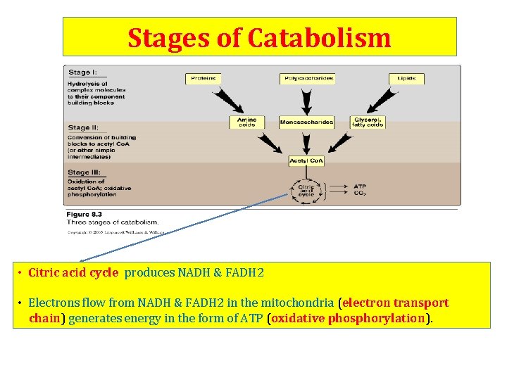 Stages of Catabolism • Citric acid cycle produces NADH & FADH 2 • Electrons