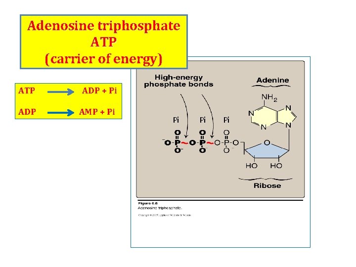 Adenosine triphosphate ATP (carrier of energy) ATP ADP + Pi ADP AMP + Pi