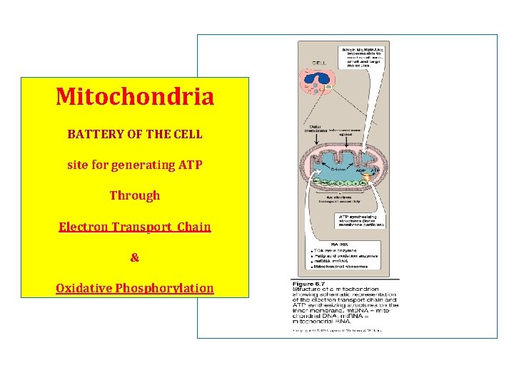 Mitochondria BATTERY OF THE CELL site for generating ATP Through Electron Transport Chain &