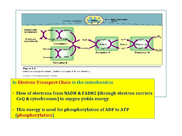 In Electron Transport Chain in the mitochondria • Flow of electrons from NADH &