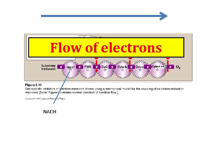 Flow of electrons NADH 