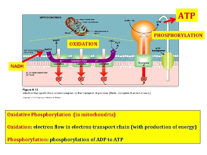 ATP PHOSPHORYLATION PHOSPHORYLATIO OXIDATION NADH Oxidative Phosphorylation (in mitochondria) Oxidation: Oxidation electron flow in