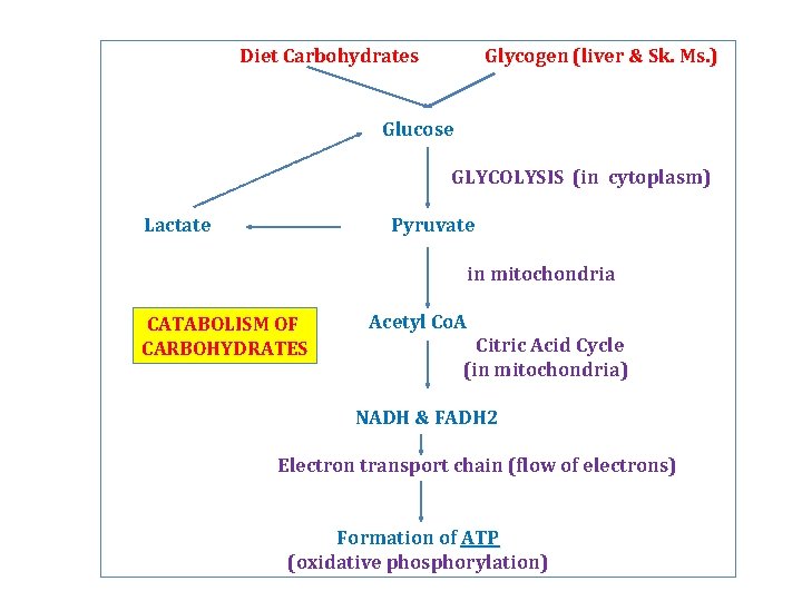 Diet Carbohydrates Glycogen (liver & Sk. Ms. ) Glucose GLYCOLYSIS (in cytoplasm) Lactate Pyruvate