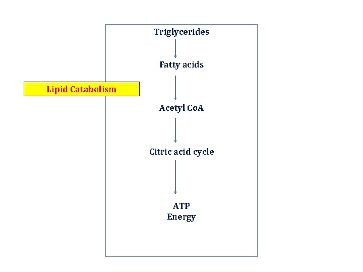 Triglycerides Fatty acids Lipid Catabolism Acetyl Co. A Citric acid cycle ATP Energy 
