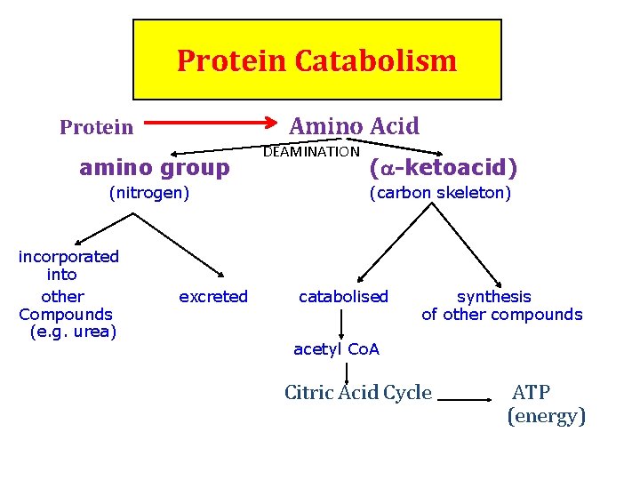 Protein Catabolism Amino Acid Protein amino group (nitrogen) incorporated into other Compounds (e. g.