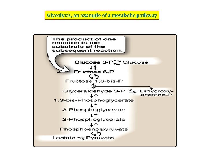 Glycolysis, an example of a metabolic pathway 