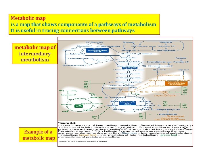 Metabolic map is a map that shows components of a pathways of metabolism It