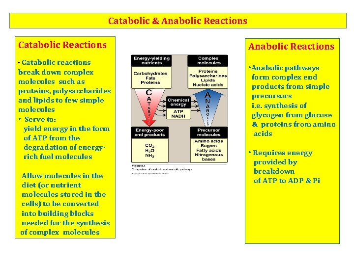 Catabolic & Anabolic Reactions Catabolic Reactions • Catabolic reactions break down complex molecules such