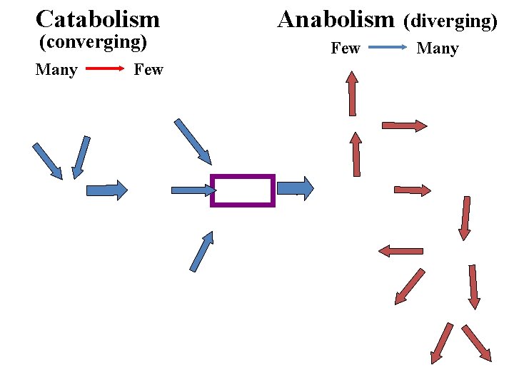 Catabolism (converging) Many Few Anabolism Few (diverging) Many 