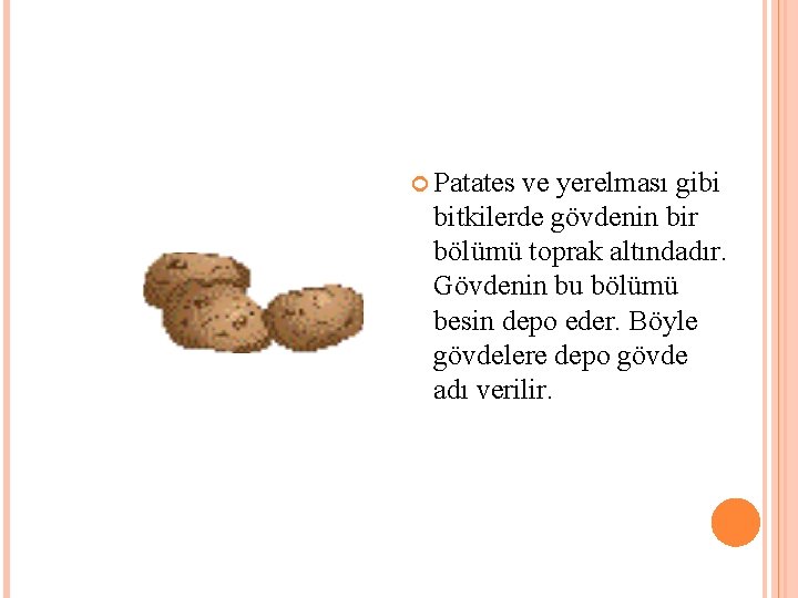  Patates ve yerelması gibi bitkilerde gövdenin bir bölümü toprak altındadır. Gövdenin bu bölümü