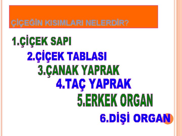 ÇİÇEĞİN KISIMLARI NELERDİR? 