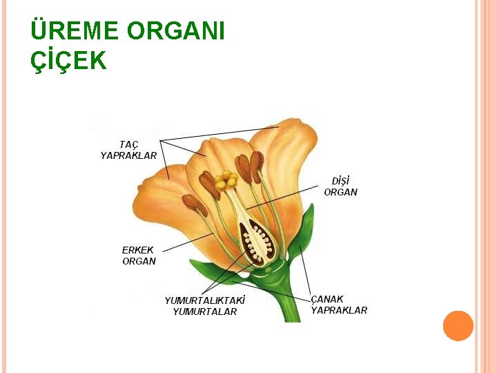 ÜREME ORGANI ÇİÇEK 