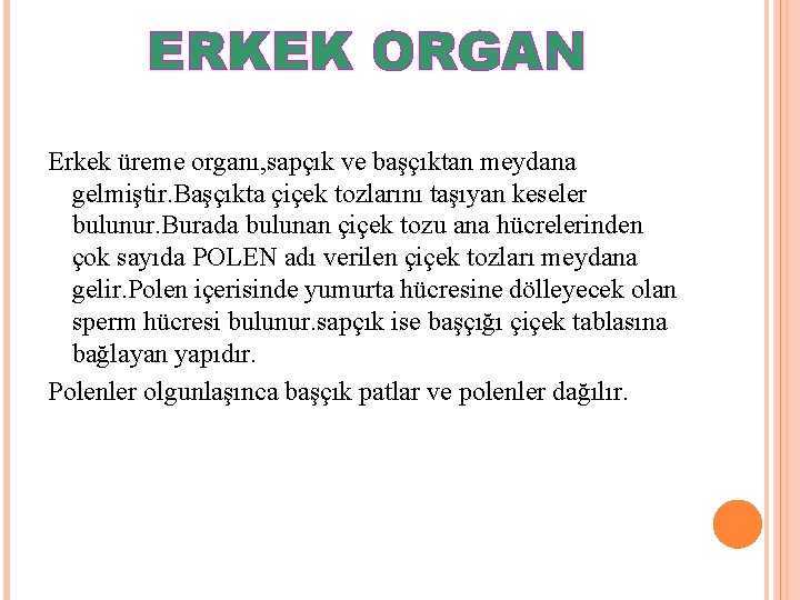 ERKEK ORGAN Erkek üreme organı, sapçık ve başçıktan meydana gelmiştir. Başçıkta çiçek tozlarını taşıyan