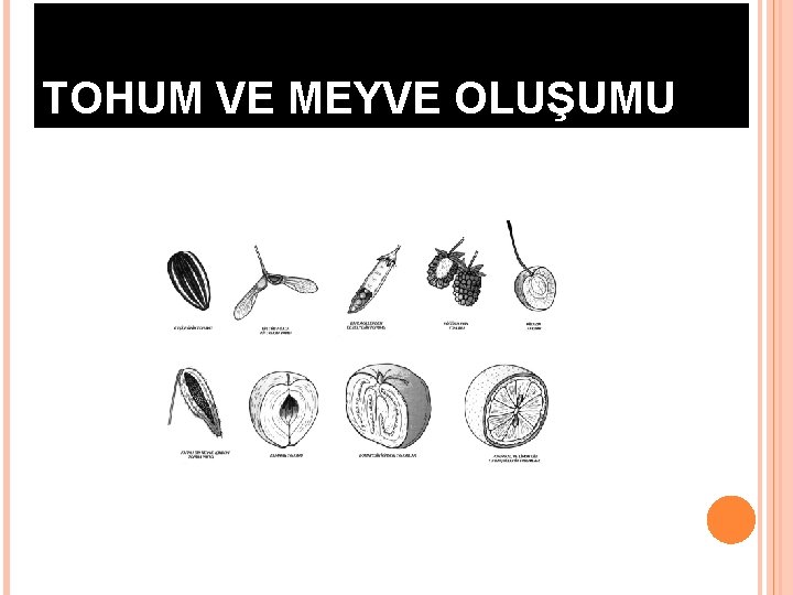 TOHUM VE MEYVE OLUŞUMU 