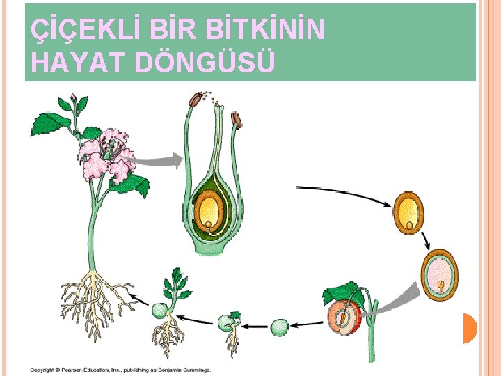 ÇİÇEKLİ BİR BİTKİNİN HAYAT DÖNGÜSÜ 