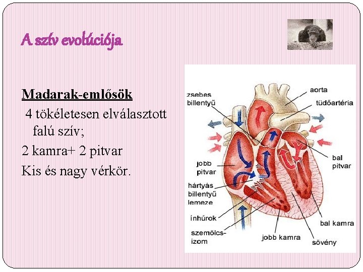 A szív evolúciója Madarak-emlősök 4 tökéletesen elválasztott falú szív; 2 kamra+ 2 pitvar Kis