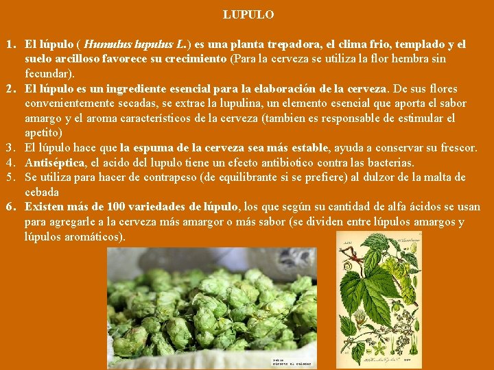 LUPULO 1. El lúpulo ( Humulus lupulus L. ) es una planta trepadora, el