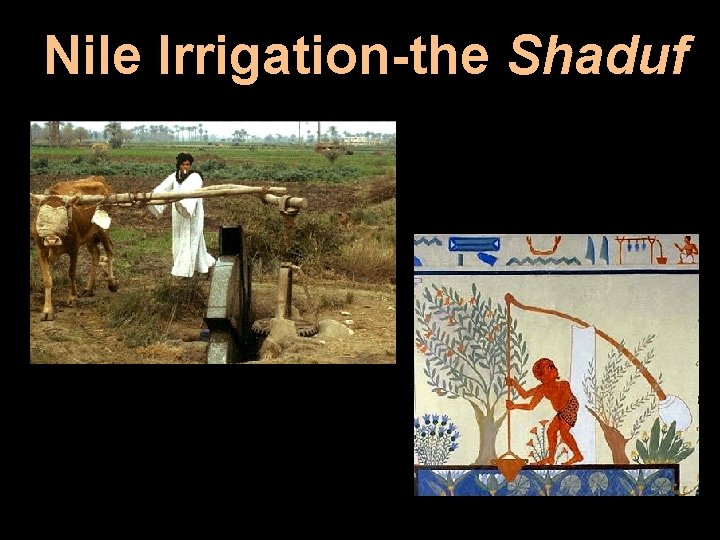 Nile Irrigation-the Shaduf 