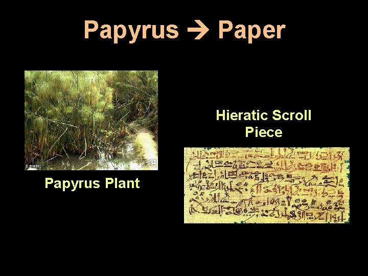 Papyrus Paper Hieratic Scroll Piece Papyrus Plant 