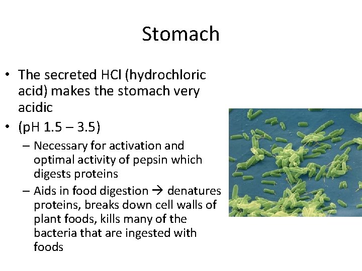 Stomach • The secreted HCl (hydrochloric acid) makes the stomach very acidic • (p.