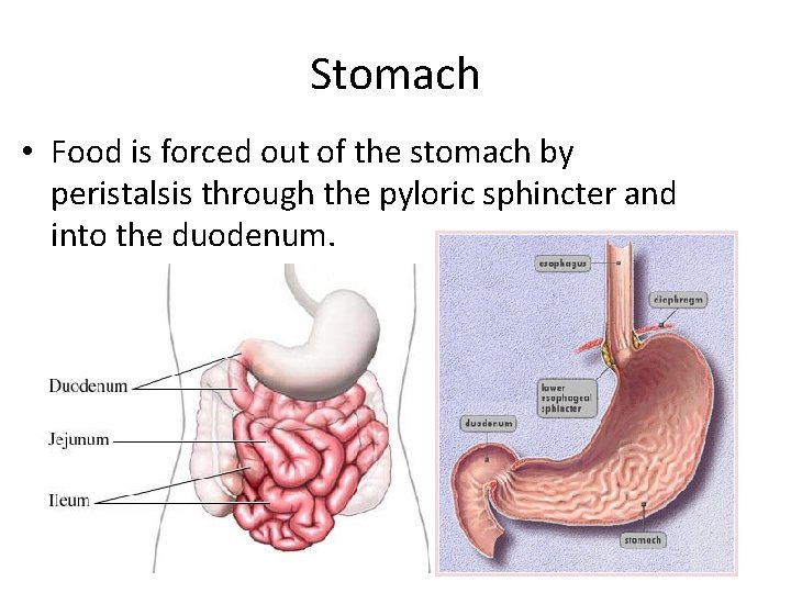 Stomach • Food is forced out of the stomach by peristalsis through the pyloric