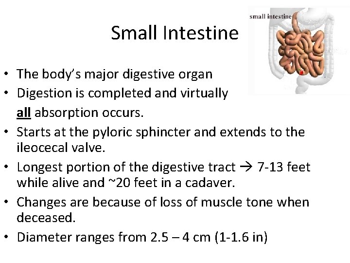 Small Intestine • The body’s major digestive organ • Digestion is completed and virtually